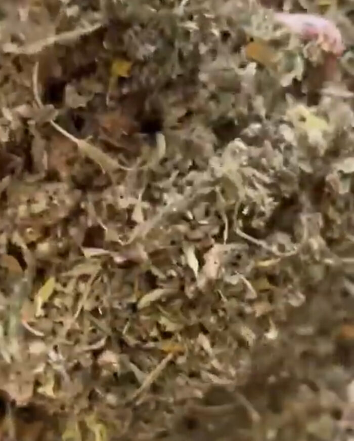38D7186D-8A30-4890-8824-5EA6DD2CF1B5-700x871 Bulk CBG Hemp Biomass Available